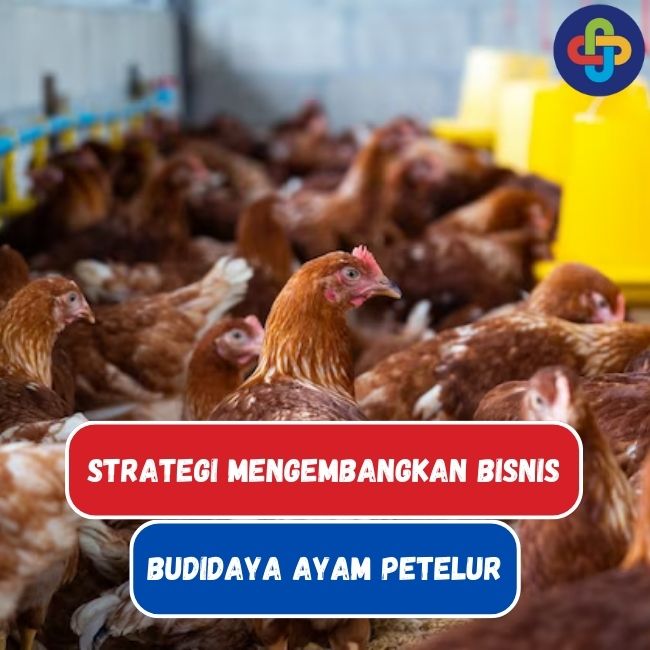 7 Strategi Mengembangkan Bisnis Budidaya Ayam Petelur